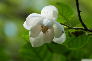 Magnolia Charles Coates                     